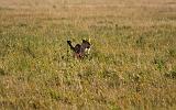 TANZANIA - Serengeti National Park - Leonessa con preda (Bufalo) - 01